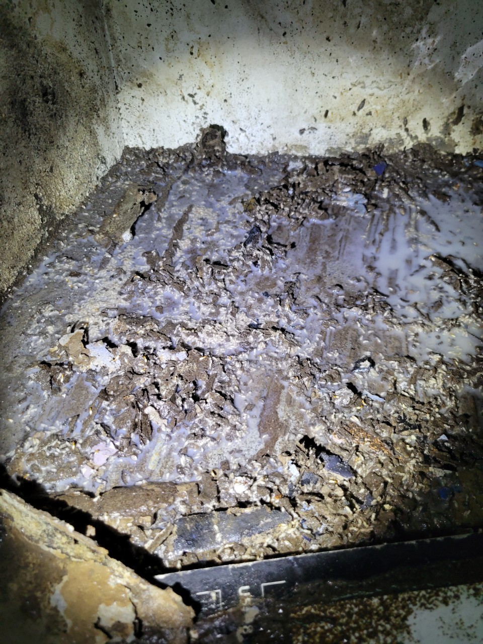 20231012白蟻防治的第3張圖片